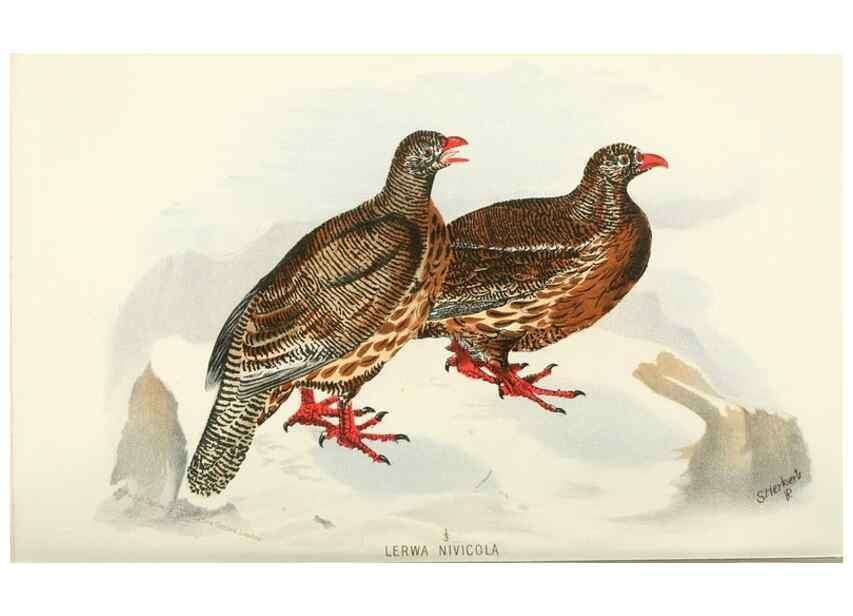 Reproducción/Reproduction 49785736056: Indian sporting birds /. London :Francis Edwards,1915.. 