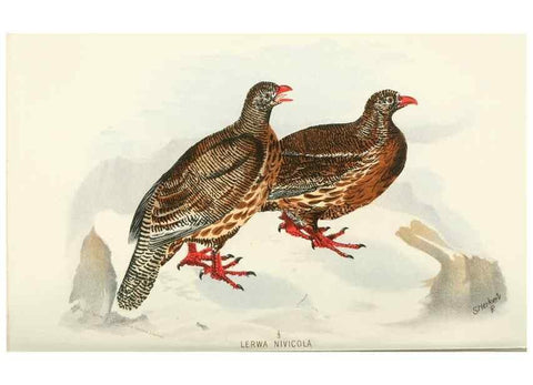 Reproducción/Reproduction 49785736056: Indian sporting birds /. London :Francis Edwards,1915.. 