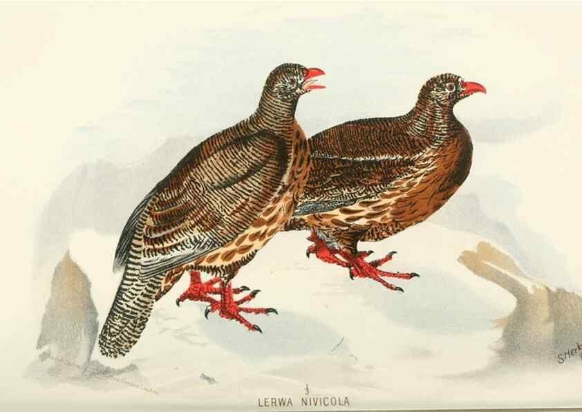 Reproducción/Reproduction 49785736056: Indian sporting birds /. London :Francis Edwards,1915.. 