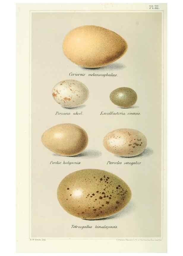 Reproducción/Reproduction 49786057287: Indian sporting birds /. London :Francis Edwards,1915.. 