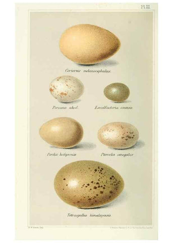 Reproducción/Reproduction 49786057287: Indian sporting birds /. London :Francis Edwards,1915.. 