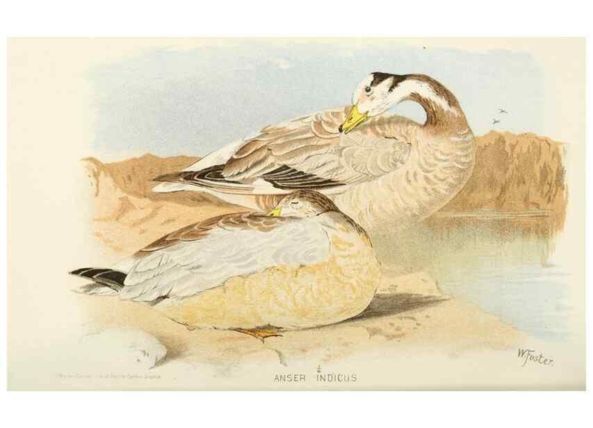 Reproducción/Reproduction 49785707831: Indian sporting birds /. London :Francis Edwards,1915.. 