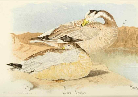 Reproducción/Reproduction 49785707831: Indian sporting birds /. London :Francis Edwards,1915.. 
