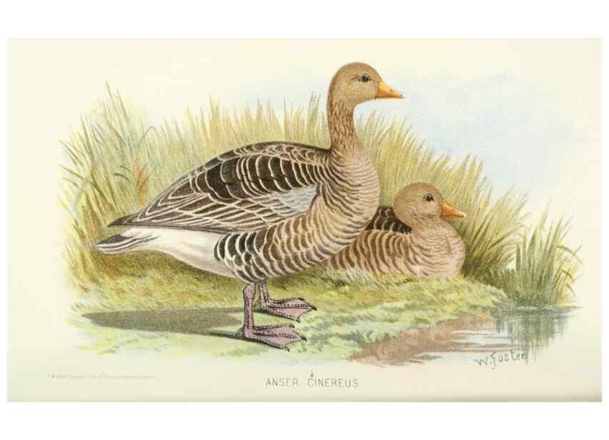 Reproducción/Reproduction 49786030367: Indian sporting birds /. London :Francis Edwards,1915.. 