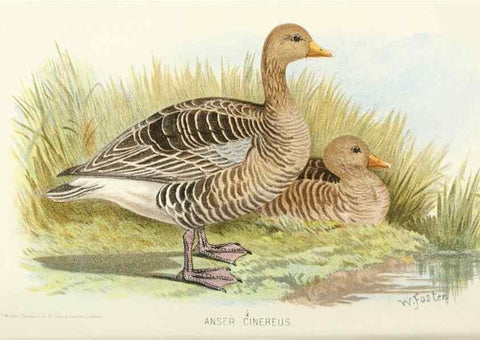 Reproducción/Reproduction 49786030367: Indian sporting birds /. London :Francis Edwards,1915.. 