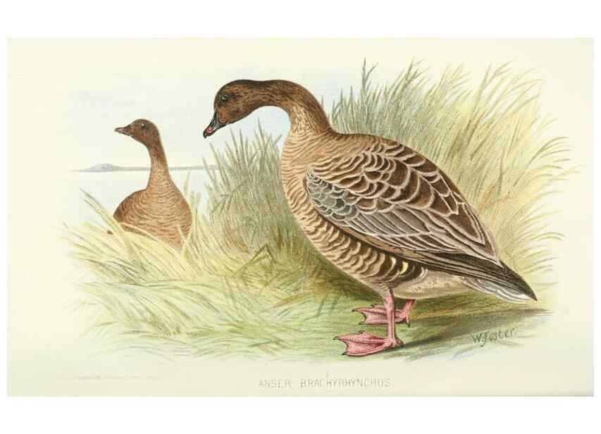 Reproducción/Reproduction 49785172658: Indian sporting birds /. London :Francis Edwards,1915.. 