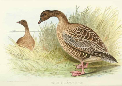 Reproducción/Reproduction 49785172658: Indian sporting birds /. London :Francis Edwards,1915.. 
