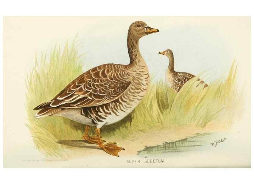 Reproducción/Reproduction 49785173078: Indian sporting birds /. London :Francis Edwards,1915.. 