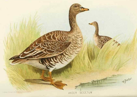 Reproducción/Reproduction 49785173078: Indian sporting birds /. London :Francis Edwards,1915.. 