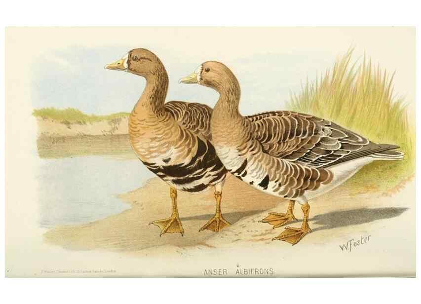 Reproducción/Reproduction 49785173518: Indian sporting birds /. London :Francis Edwards,1915.. 