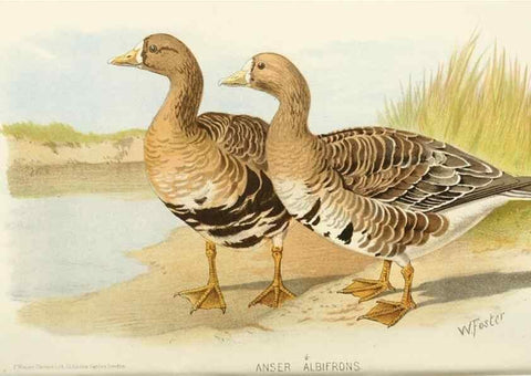Reproducción/Reproduction 49785173518: Indian sporting birds /. London :Francis Edwards,1915.. 