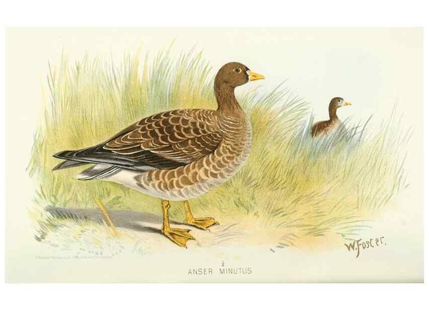 Reproducción/Reproduction 49786032262: Indian sporting birds /. London :Francis Edwards,1915.. 