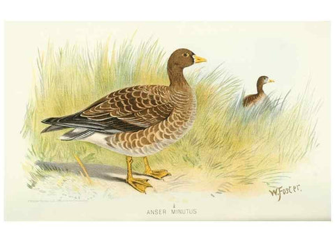 Reproducción/Reproduction 49786032262: Indian sporting birds /. London :Francis Edwards,1915.. 