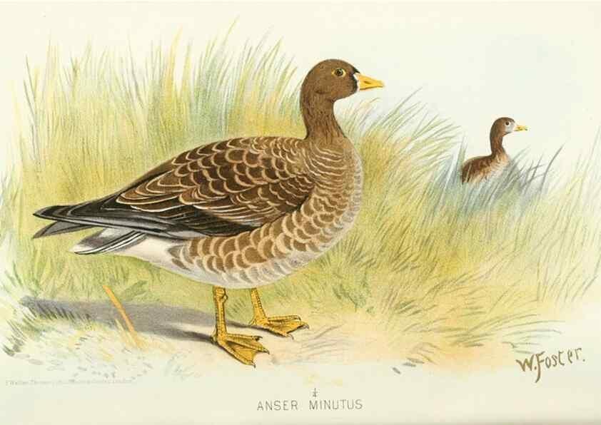Reproducción/Reproduction 49786032262: Indian sporting birds /. London :Francis Edwards,1915.. 