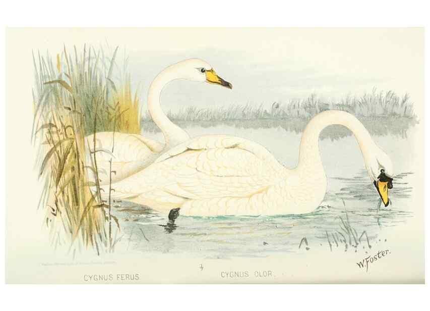 Reproducción/Reproduction 49785174433: Indian sporting birds /. London :Francis Edwards,1915.. 