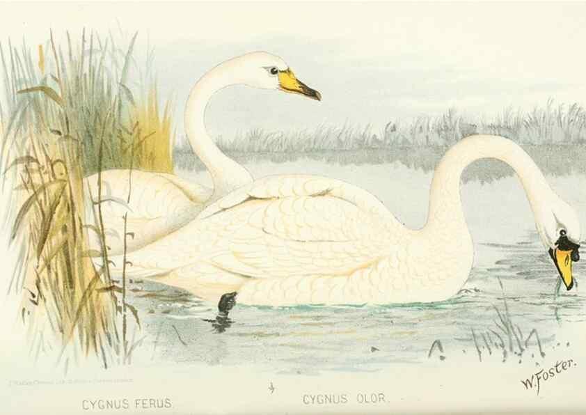 Reproducción/Reproduction 49785174433: Indian sporting birds /. London :Francis Edwards,1915.. 