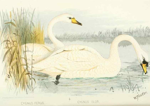 Reproducción/Reproduction 49785174433: Indian sporting birds /. London :Francis Edwards,1915.. 