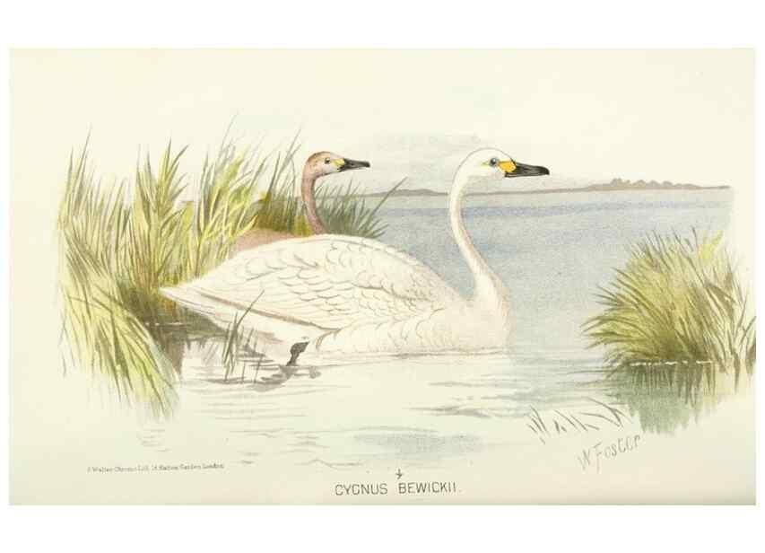 Reproducción/Reproduction 49786033072: Indian sporting birds /. London :Francis Edwards,1915.. 