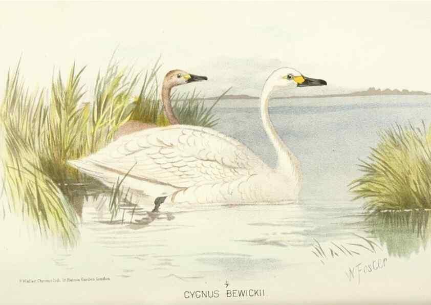 Reproducción/Reproduction 49786033072: Indian sporting birds /. London :Francis Edwards,1915.. 