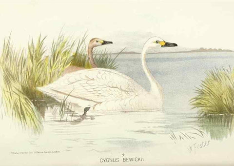 Reproducción/Reproduction 49786033072: Indian sporting birds /. London :Francis Edwards,1915.. 