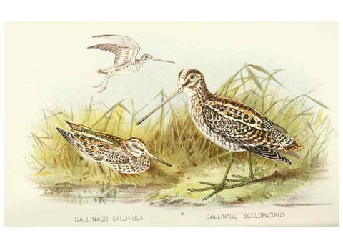 Reproducción/Reproduction 49786033617: Indian sporting birds /. London :Francis Edwards,1915.. 