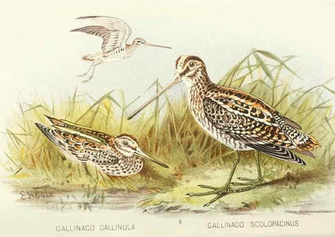 Reproducción/Reproduction 49786033617: Indian sporting birds /. London :Francis Edwards,1915.. 