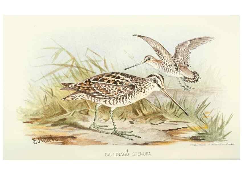Reproducción/Reproduction 49785712316: Indian sporting birds /. London :Francis Edwards,1915.. 