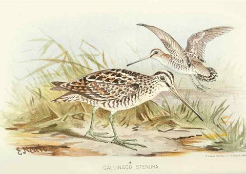 Reproducción/Reproduction 49785712316: Indian sporting birds /. London :Francis Edwards,1915.. 