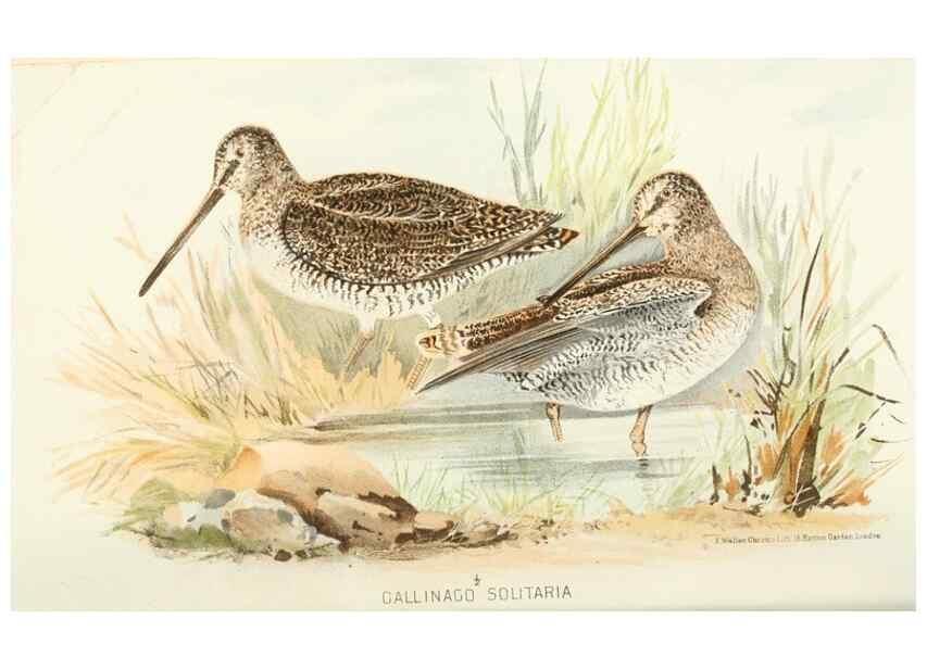 Reproducción/Reproduction 49785176498: Indian sporting birds /. London :Francis Edwards,1915.. 