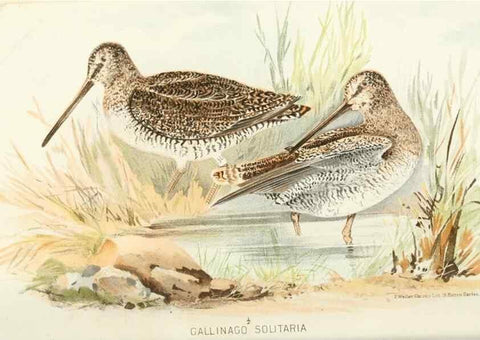 Reproducción/Reproduction 49785176498: Indian sporting birds /. London :Francis Edwards,1915.. 