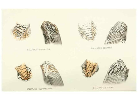 Reproducción/Reproduction 49785176918: Indian sporting birds /. London :Francis Edwards,1915.. 