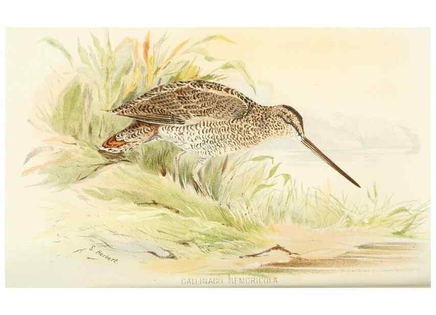 Reproducción/Reproduction 49785177448: Indian sporting birds /. London :Francis Edwards,1915.. 
