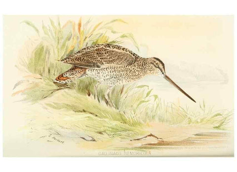 Reproducción/Reproduction 49785177448: Indian sporting birds /. London :Francis Edwards,1915.. 