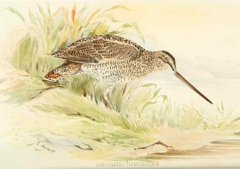 Reproducción/Reproduction 49785177448: Indian sporting birds /. London :Francis Edwards,1915.. 