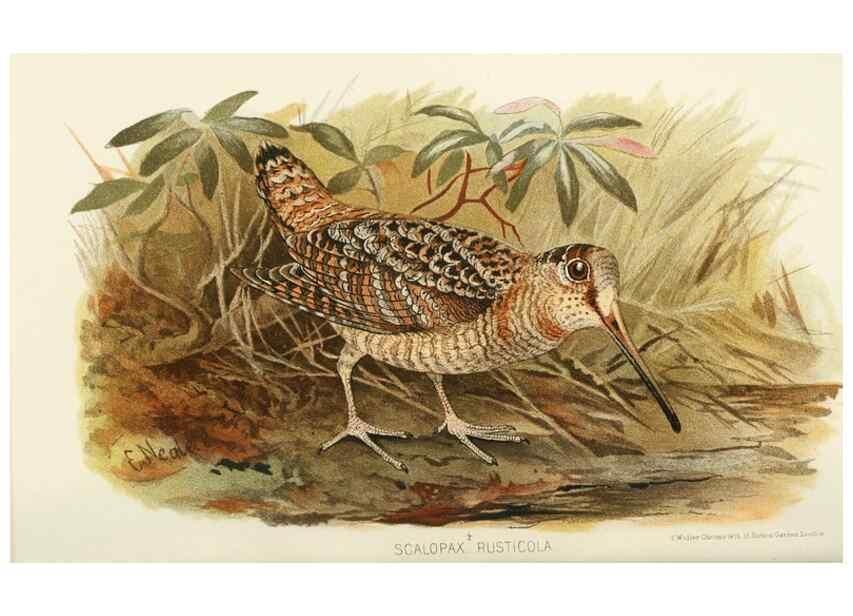 Reproducción/Reproduction 49786036132: Indian sporting birds /. London :Francis Edwards,1915.. 