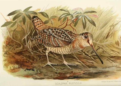 Reproducción/Reproduction 49786036132: Indian sporting birds /. London :Francis Edwards,1915.. 