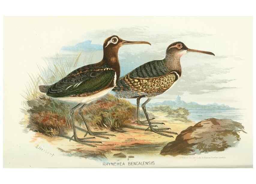 Reproducción/Reproduction 49786036652: Indian sporting birds /. London :Francis Edwards,1915.. 