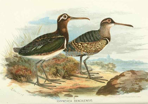 Reproducción/Reproduction 49786036652: Indian sporting birds /. London :Francis Edwards,1915.. 