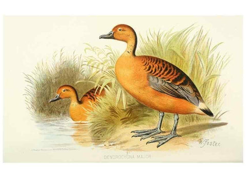 Reproducción/Reproduction 49785171363: Indian sporting birds /. London :Francis Edwards,1915.. 