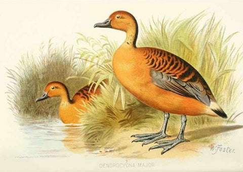 Reproducción/Reproduction 49785171363: Indian sporting birds /. London :Francis Edwards,1915.. 