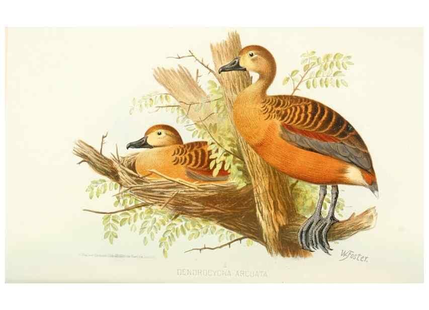 Reproducción/Reproduction 49785706691: Indian sporting birds /. London :Francis Edwards,1915.. 