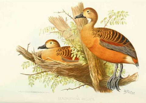Reproducción/Reproduction 49785706691: Indian sporting birds /. London :Francis Edwards,1915.. 