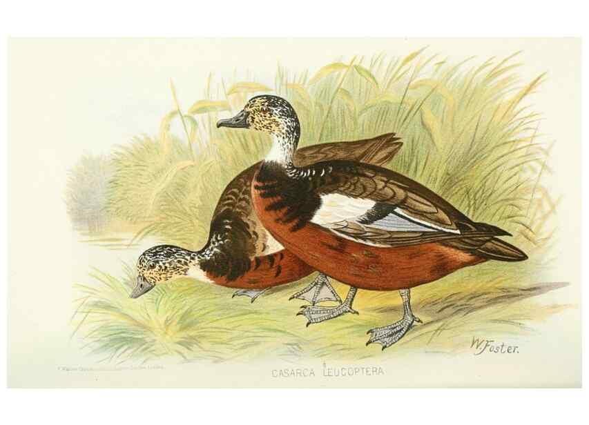 Reproducción/Reproduction 49785170388: Indian sporting birds /. London :Francis Edwards,1915.. 
