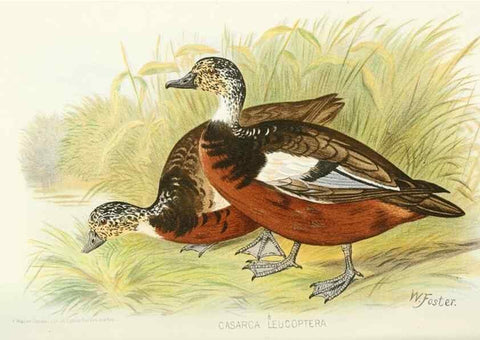 Reproducción/Reproduction 49785170388: Indian sporting birds /. London :Francis Edwards,1915.. 