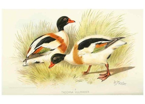 Reproducción/Reproduction 49785169618: Indian sporting birds /. London :Francis Edwards,1915.. 