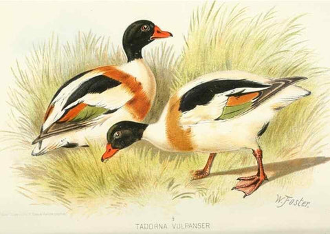 Reproducción/Reproduction 49785169618: Indian sporting birds /. London :Francis Edwards,1915.. 
