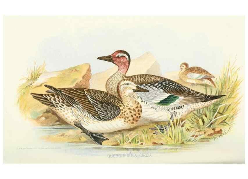 Reproducción/Reproduction 49785162573: Indian sporting birds /. London :Francis Edwards,1915.. 
