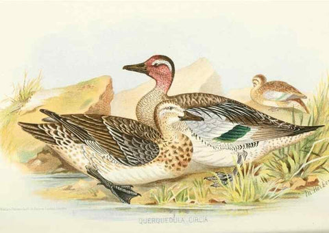 Reproducción/Reproduction 49785162573: Indian sporting birds /. London :Francis Edwards,1915.. 