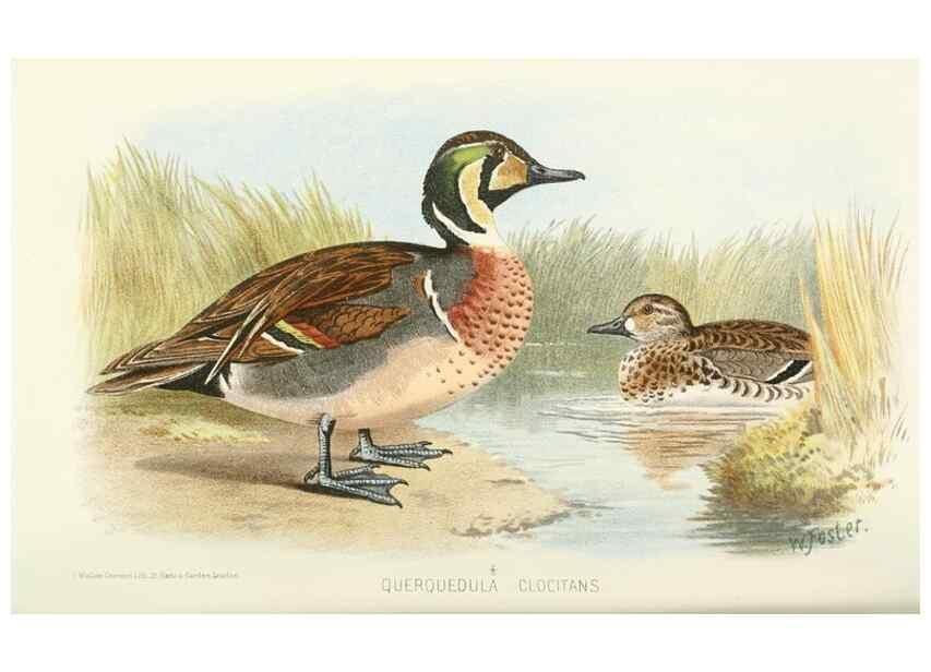 Reproducción/Reproduction 49785699341: Indian sporting birds /. London :Francis Edwards,1915.. 