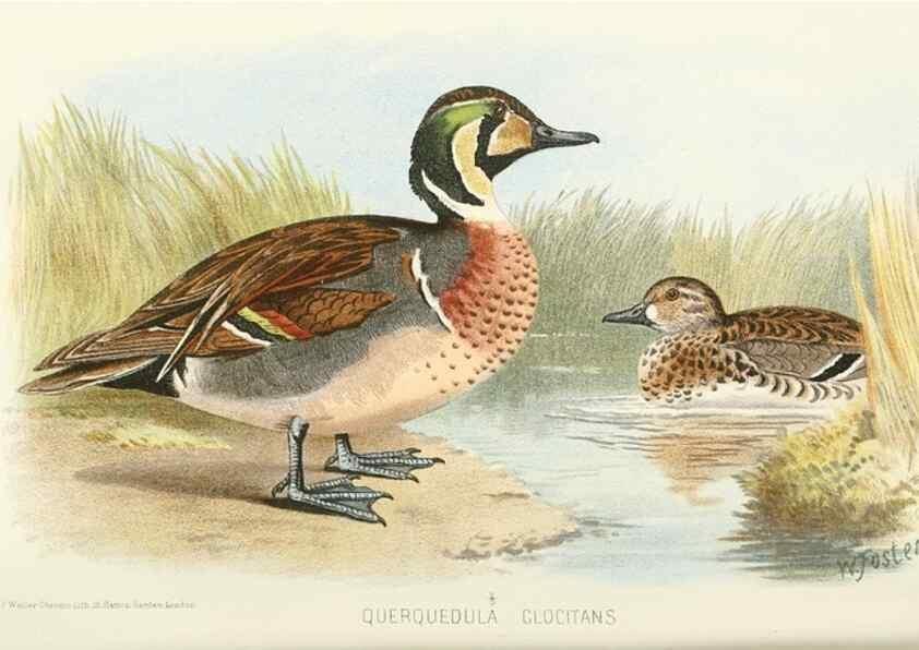 Reproducción/Reproduction 49785699341: Indian sporting birds /. London :Francis Edwards,1915.. 